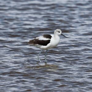 American Avocet at Quivira NWR
