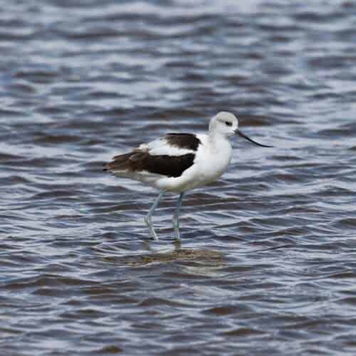 American Avocet at Quivira NWR