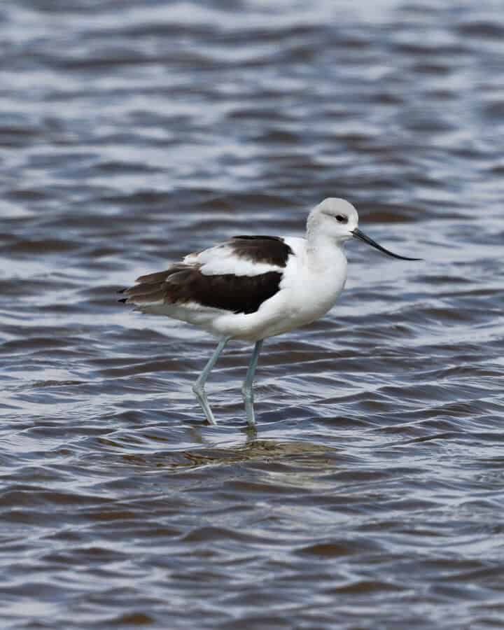 American Avocet at Quivira NWR