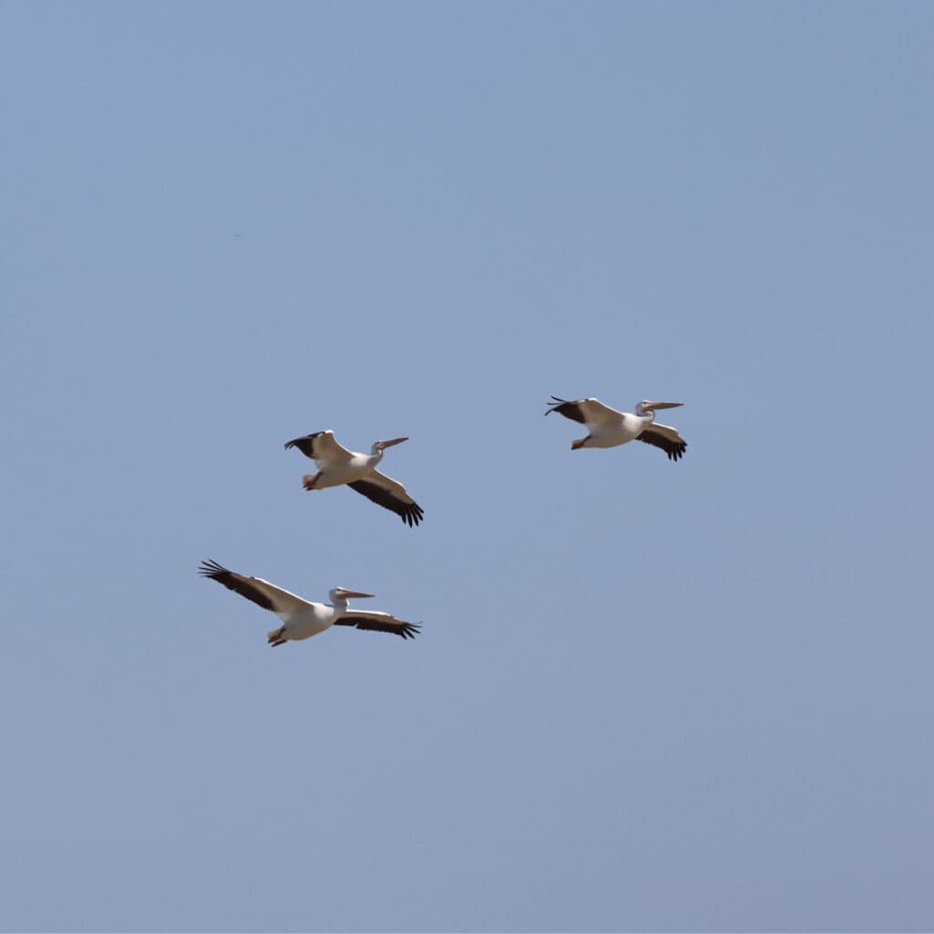 American White Pelicans