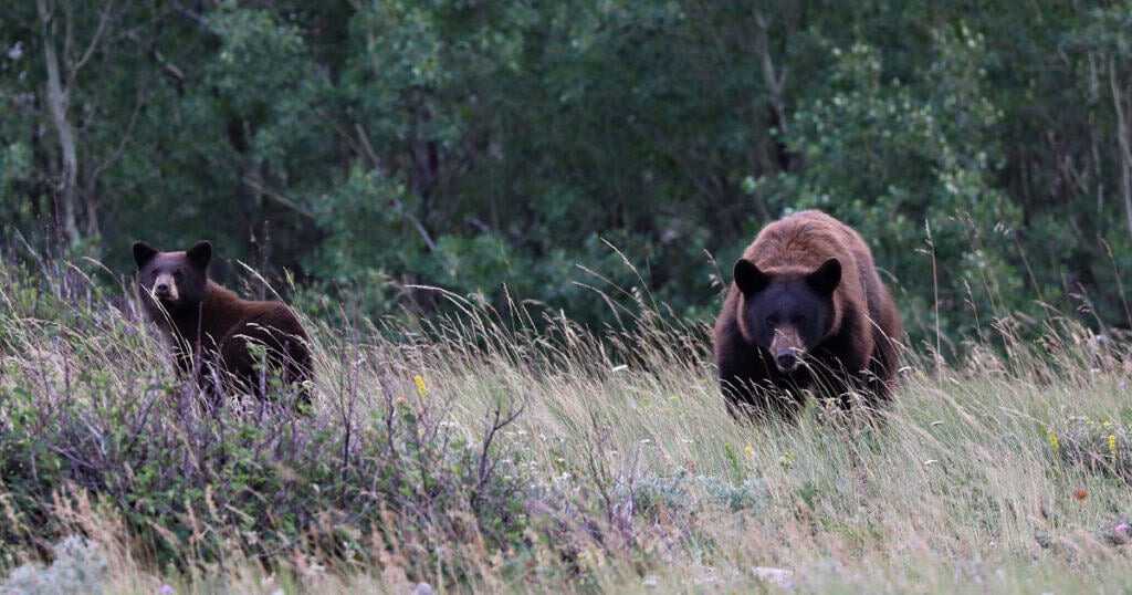 Bear and cub in Glacier National Park
