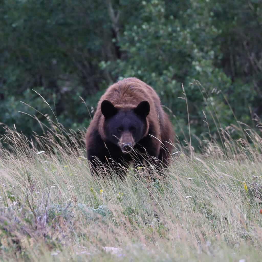 Bear in Glacier National Park