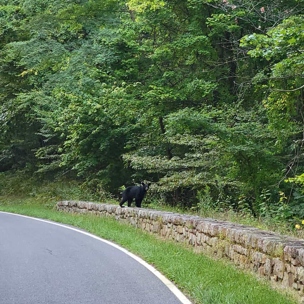 Black Bear along Skyline Drive in Shenandoah National Park