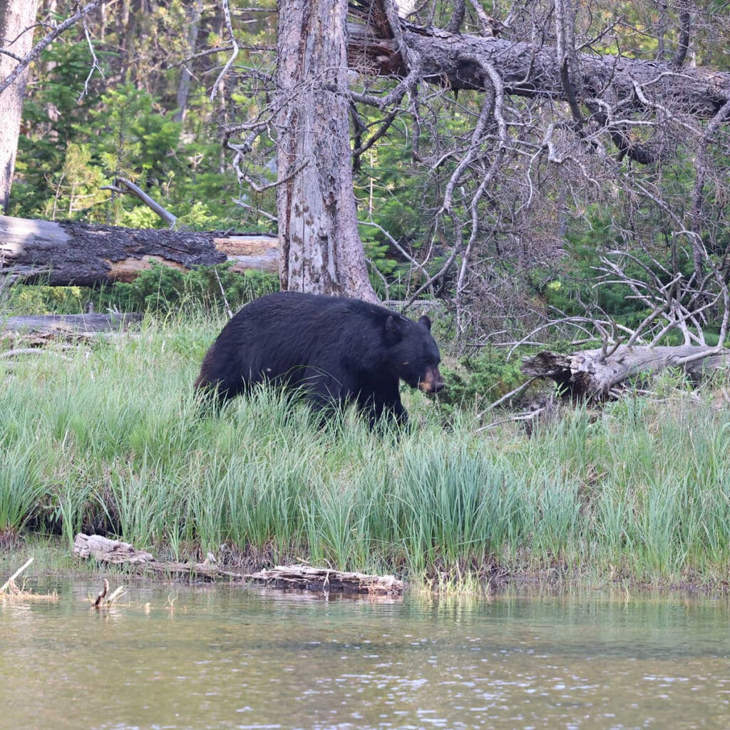 Black Bear along the Madison River in Yellowstone National Park