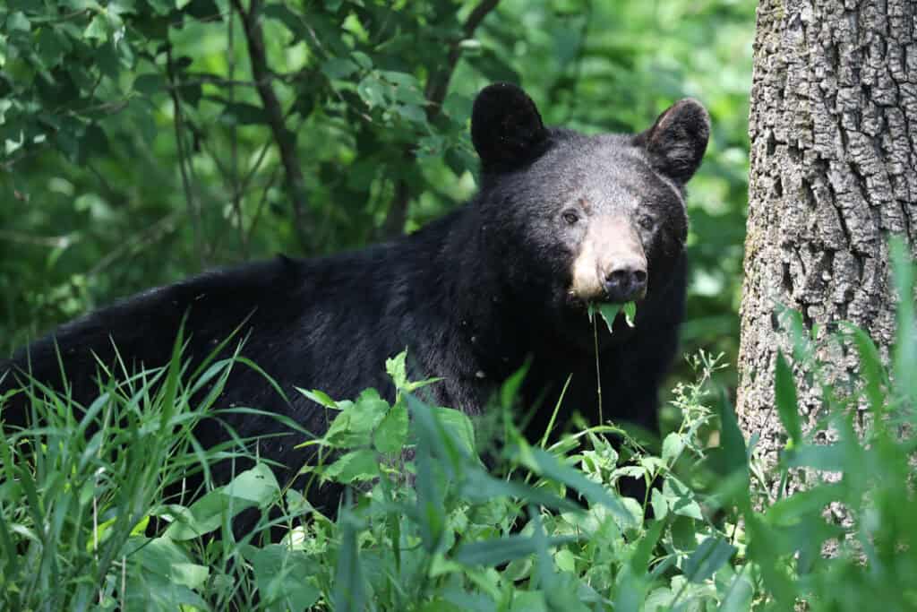 Black Bear at Cades Cove in Great Smoky Mountains National Park