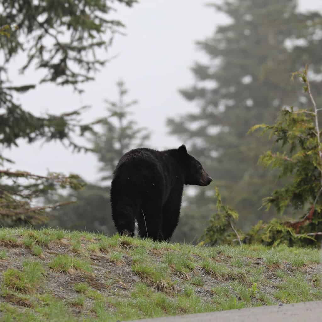 Black Bear at Mount Rainier National Park