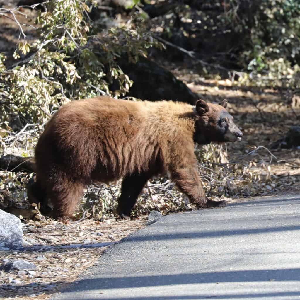 Black Bear in Yosemite Valley