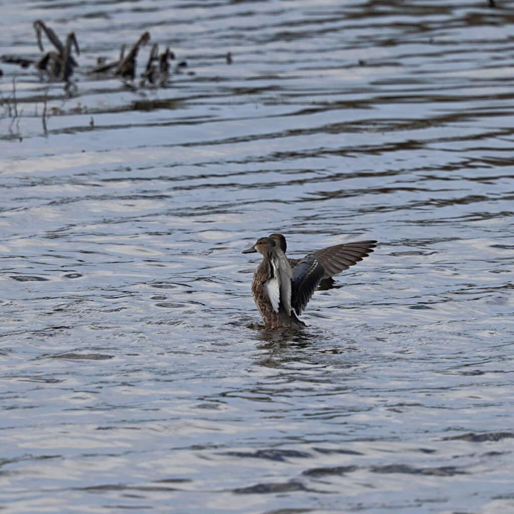 Blue-Winged Teal at Quivira NWR