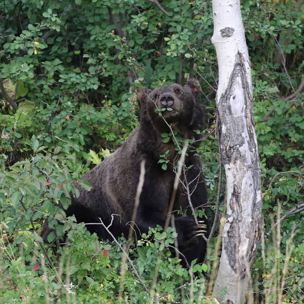 Grizzly Bear in Grand Teton National Park
