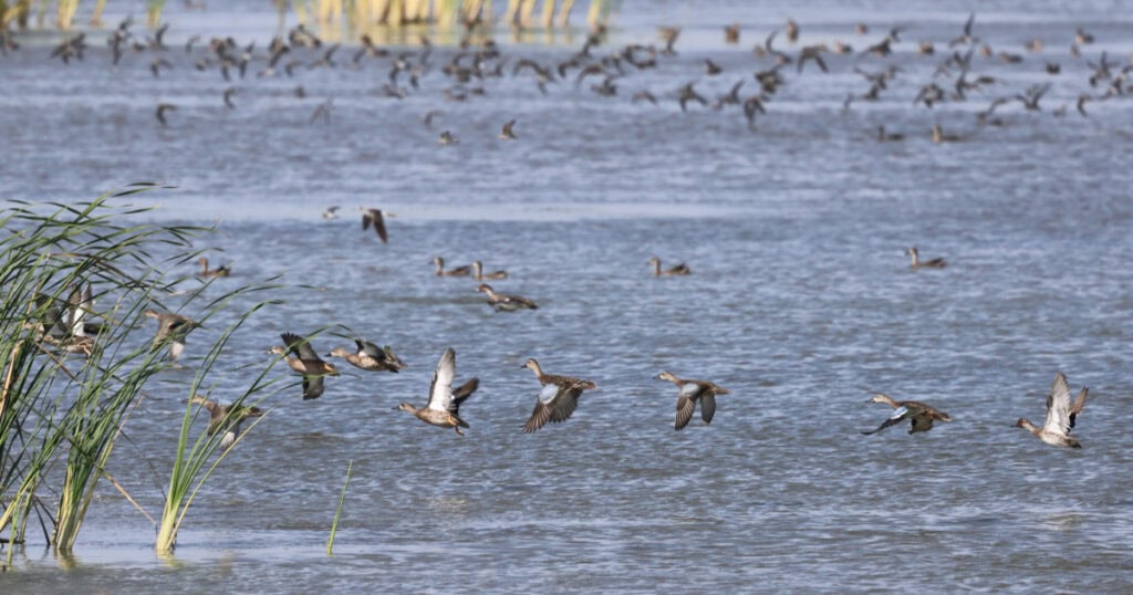 Ducks at Quivira National Wildlife Refuge