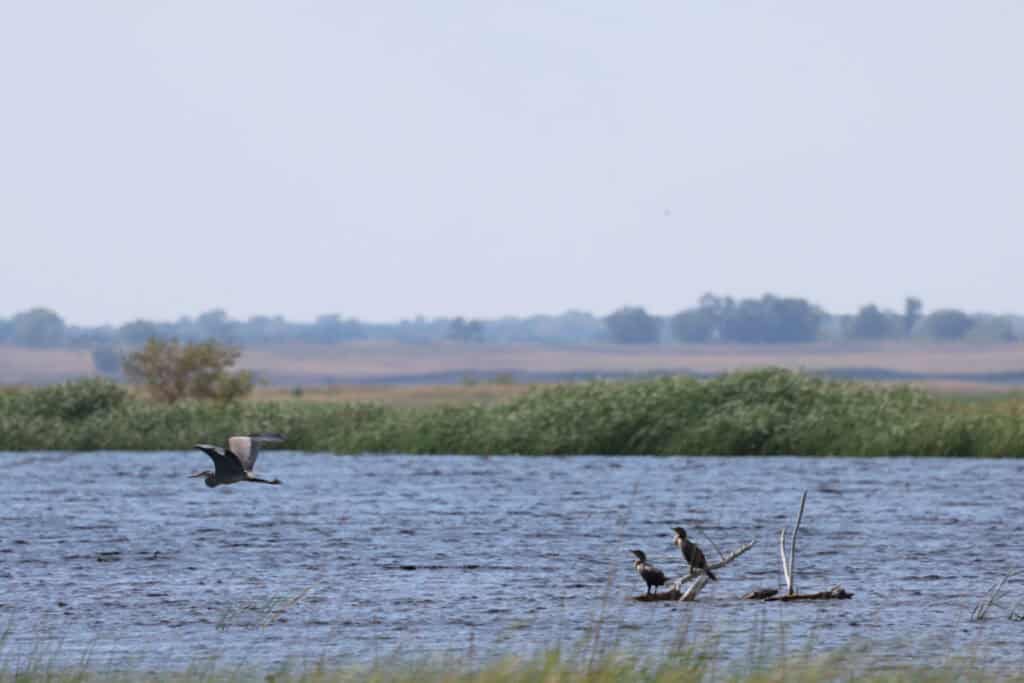 Great Blue Heron with Double-crested Cormorant
