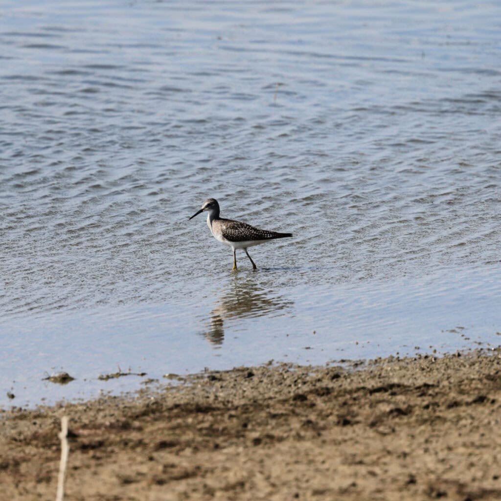 GreaterYellowlegs
