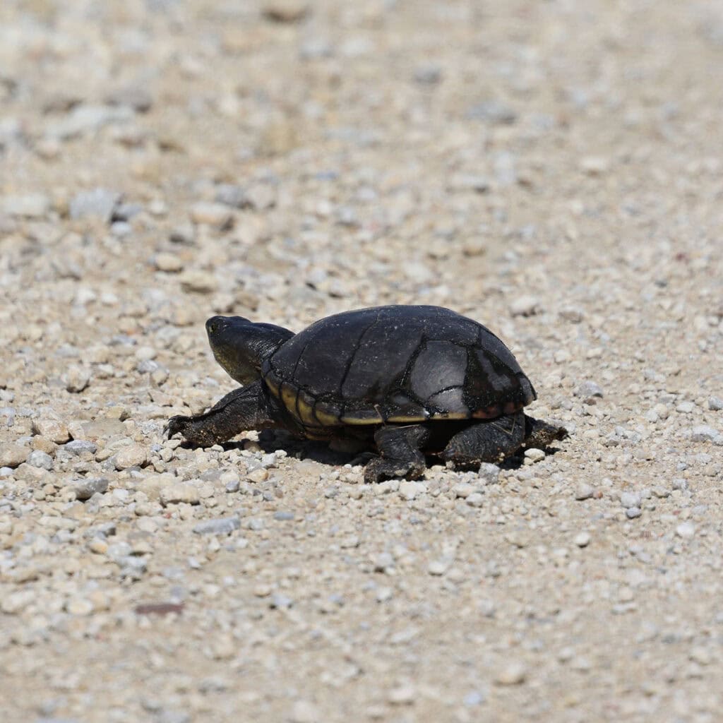 Mud Turtle on the Wildlife Drive in Quivira NWR