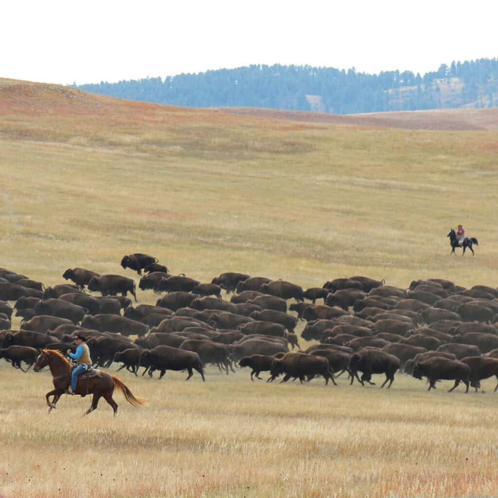 Bison Roundup Custer State Park