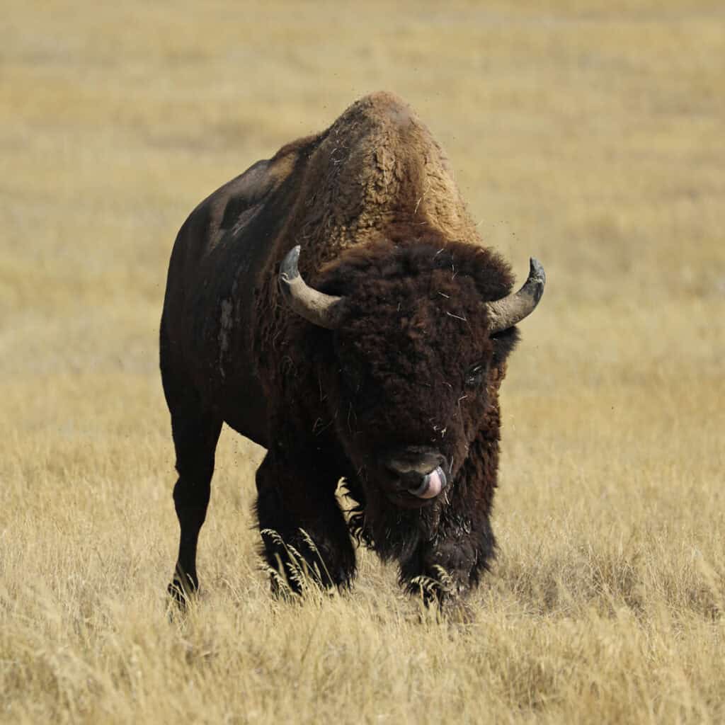 Bison at Badlands National Park