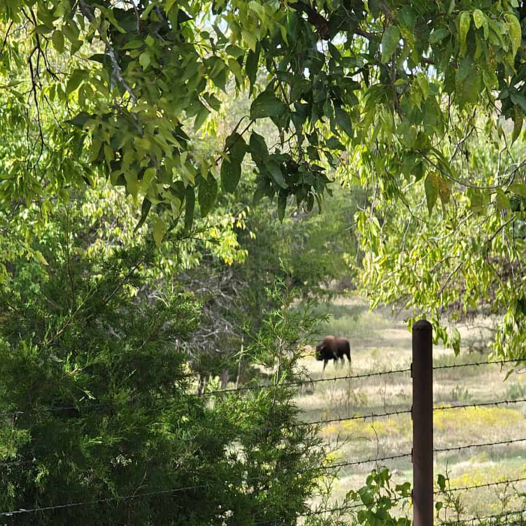Bison at Chickasaw National Recreation Area