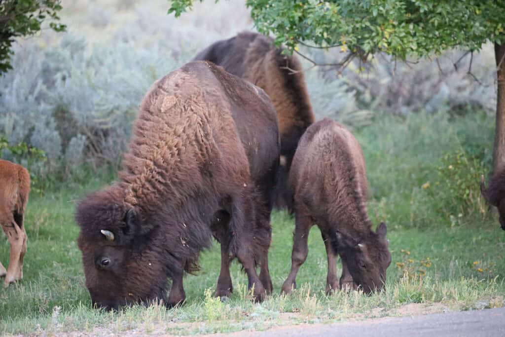 Bison at Theodore Roosevelt National Park