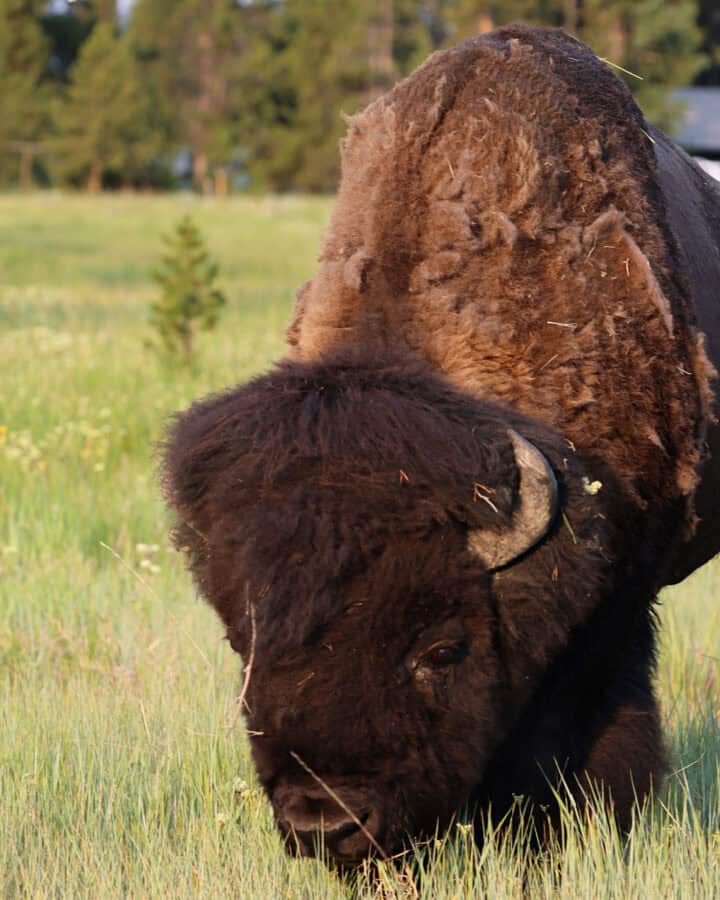 Bison at Yellowstone National Park