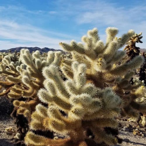 Several Cholla Cactus in the Cholla Cactus Garden at Joshua Tree National Park