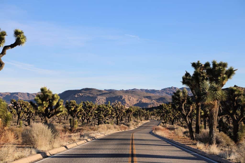 driving along Park Boulevard through Joshua Trees at Joshua Tree National Park