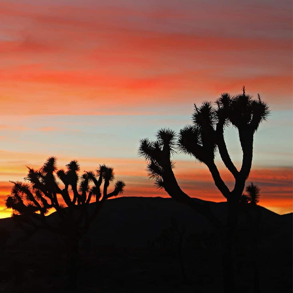 sunset with bright colors of red and orange with two Joshua Trees on a hill silhouetted.
